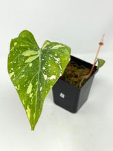 Load image into Gallery viewer, Philodendron Gloriosum Variegated B