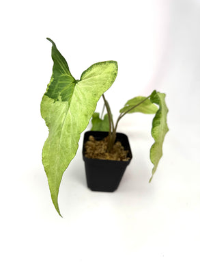 Syngonium Podophyllum ‘Jade Magic’