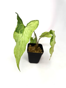 Syngonium Podophyllum ‘Jade Magic’