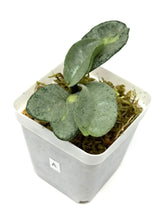 Load image into Gallery viewer, Hoya Carnosa ‘Argentea Princess’ A
