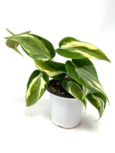 Load image into Gallery viewer, Philodendron ‘Rio’