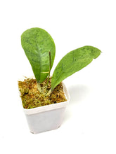 Load image into Gallery viewer, Hoya Forbesii Silver