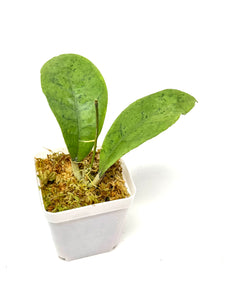 Hoya Forbesii Silver