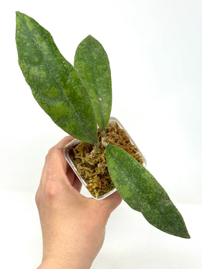 Hoya Lambii Silver E