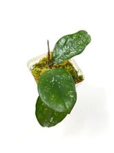 Load image into Gallery viewer, Hoya Carnosa ‘Oval Splash’