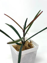 Load image into Gallery viewer, Hoya Insularis