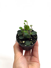 Load image into Gallery viewer, Codonanthe Devosiana 'Paula'