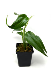 Load image into Gallery viewer, Philodendron Burle Marx Flame F