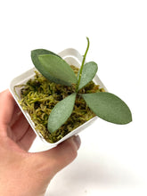 Load image into Gallery viewer, Hoya Nummularioides Silver