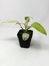 Load image into Gallery viewer, Philodendron Whipple Way D
