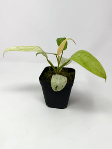 Philodendron Whipple Way D