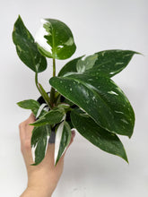 Load image into Gallery viewer, Philodendron White Princess (High Variegation)