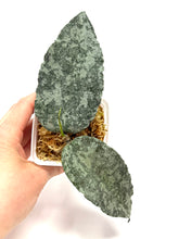 Load image into Gallery viewer, Hoya Caudata Silver Ghost