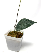 Load image into Gallery viewer, Hoya Caudata Silver Ghost