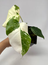 Load image into Gallery viewer, Monstera Deliciosa Albo Variegated C