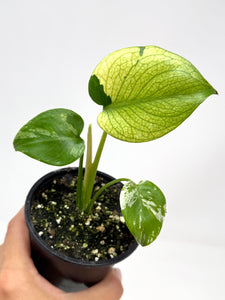 Monstera Deliciosa Mint Variegated