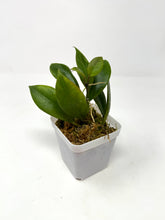 Load image into Gallery viewer, Hoya Sunrise