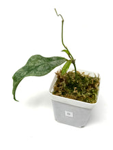 Load image into Gallery viewer, Hoya Mitrata Silver D