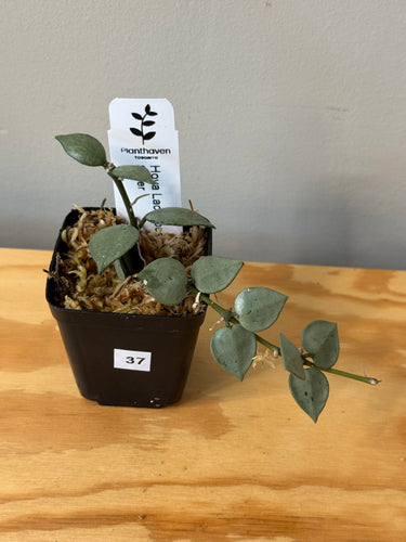 37. Hoya Lacunosa Super Silver