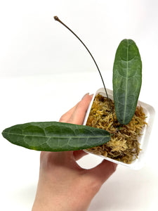 Hoya Hypolasia