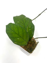 Load image into Gallery viewer, Hoya Meredithii