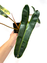 Load image into Gallery viewer, Philodendron Billietiae Variegated A