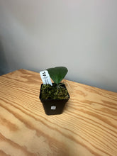 Load image into Gallery viewer, 98. Hoya Kerrii Variegated (inner)