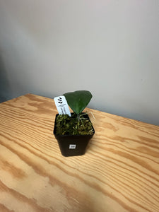 98. Hoya Kerrii Variegated (inner)