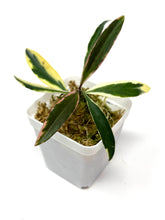 Load image into Gallery viewer, Hoya Kentiana Lori Lyn Albo Variegated