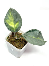 Load image into Gallery viewer, Hoya Carnosa Argentea Princess B