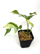 Load image into Gallery viewer, Rhaphidophora Tetrasperma Variegated