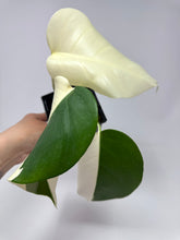 Load image into Gallery viewer, Monstera Deliciosa Albo Variegated E