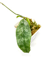 Load image into Gallery viewer, Hoya Mitrata Silver D