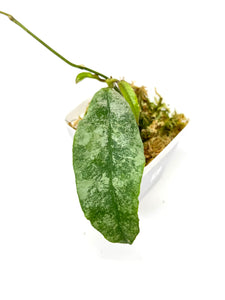 Hoya Mitrata Silver D
