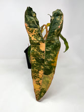 Load image into Gallery viewer, Philodendron Billietiae Variegated A