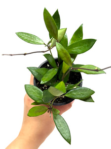Hoya Davidcummingii