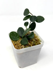 Hoya Mathilde