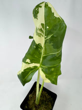Load image into Gallery viewer, Alocasia Maccrorhiza Variegated B