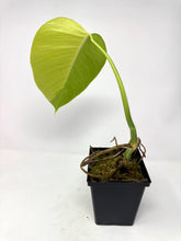 Load image into Gallery viewer, Monstera Deliciosa Aurea Variegated C