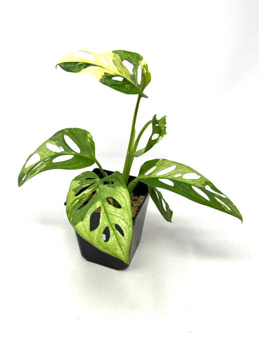 Monstera Adansonii Albo Variegated H