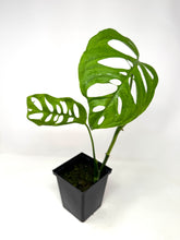 Load image into Gallery viewer, Monstera Esqueleto