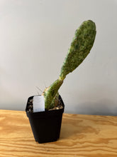 Load image into Gallery viewer, 183. Opuntia Sunburst- Ships within Canada only