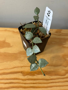 37. Hoya Lacunosa Super Silver