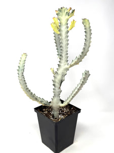 Euphorbia Lactea ‘White Ghost’ (large size) (Ships within Canada only)