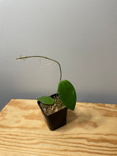 Load image into Gallery viewer, 193. Hoya Mindorensis Purple Star
