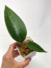 Load image into Gallery viewer, Hoya Macrophylla cv. Fadia