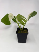 Load image into Gallery viewer, Monstera Deliciosa Albo Variegated F