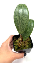 Load image into Gallery viewer, Hoya Wibergiae