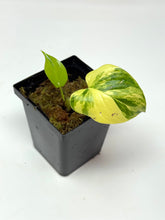 Load image into Gallery viewer, Homalomena Rubescens Variegated D