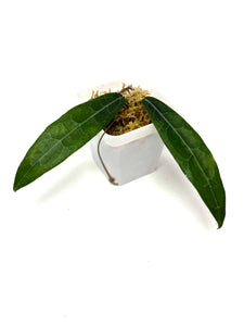 Hoya Hypolasia